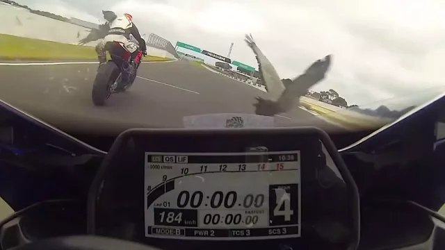 To nechceš! Do závodících motorkářů nabouraly dvě velké husy
